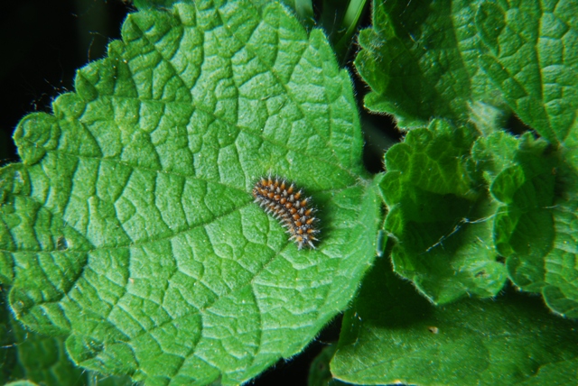 Bruco - Melitaea didyma